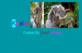 Koalas - Neoga CUSD 3...Koalas are mammals so they have fur. 4. A baby koala is called a joey and is the size of a kidney bean when it is born. Glossary 1. arboreal-describing an animal