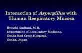 Interaction of Aspergilluswith Human Respiratory Mucosa › education › AAA08Amitani.pdf · diameter Petri dish was placed within a 6 cm-diameter Petri dish aseptically. MEM without