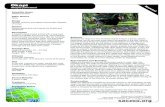 Okapia johnstoni - Saczoo · 2019-03-28 · Sacramento Zoological Society 3930 West Land Park Dr., Sacramento, CA 95822 T: 916-808-5888 F: 916-264-5887 E: info@saczoo.org saczoo.org
