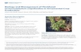 Biology and Management of Thickhead Crassocephalum crepidioides) in Ornamental … · 2019-12-16 · Biology and Management of Thickhead (Crassocephalum crepidioides) in Ornamental