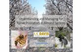 Understanding and Managing for Native Pollinators in ...ccfruitandnuts.ucanr.edu › files › 256010.pdf · Native Pollinators in Almond Systems Kitty Bolte. khbolte@ucdavis.edu.