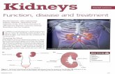 Kidneys - function, disease and treatmentkeepcalmandstudybiology.weebly.com › uploads › 3 › 8 › 7 › 6 › 38763… · kidneys help to control blood pressure, keep bones