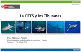 La CITES y los Tiburones › sites › default › files › publications › ... · 2019-12-16 · La CITES y los Tiburones Frida Rodriguez Pacheco Dirección de Conservación Sostenible