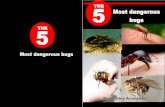 Most dangerous bugs · They love most tropical places. You can get them on any tropical vacation you go on. Scary secrets This bug loves human insides just get it on tropical vacations.