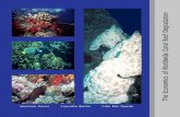 The Economics of Worldwide Coral Reef Degradation...Coral reefs are productive and biologically di-verse ecosystems covering only 0.2% of the ocean floor, yet supporting an estimated