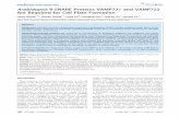 ArabidopsisR-SNARE Proteins VAMP721 and VAMP722 Are ...sourcedb.ib.cas.cn/cn/ibthesis/201111/P020111130504770254027.pdf · ArabidopsisR-SNARE Proteins VAMP721 and VAMP722 Are Required