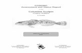 Columbia Sculpin (Cottus hubbsi) · Columbia Sculpin . Cottus hubbsi . Wildlife species information . The Columbia Sculpin is a small, bottom-dwelling fish with a body shape that