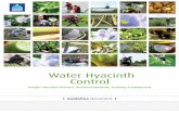 Water Hyacinth Control - invasives.org.za & Booklets/805/Water... · Water Hyacinth, Eichhornia crassipes, is an aquatic invasive alien plant (IAP). It spreads rapidly, being able