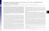 Requirement of protein kinase D1 for pathological cardiac … · Requirement of protein kinase D1 for pathological cardiac remodeling Jens Fielitz*, Mi-Sung Kim*, John M. Shelton†,