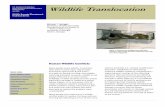 Wildlife Translocation - USDA-APHIS · Wildlife translocation is illegal in most States and generally discouraged by Federal and State wildlife agencies. Professional wildlife groups