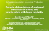 Genetic determinism of maternal behaviour in sheep and ... › wp-content › uploads › 2016 › S38_04_Haz… · (previous work in sheep) maternal behavior varies markedly between