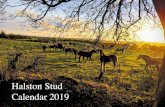 Halston Stud Calendar 2019 · 2020-06-28 · Northern Ireland in 2018 Halston Siegfried, gelding 2014, 165cm, out of Dunlewey Marjorie, by Sirillio Tb. Sold to Scotland as Junior