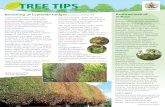 Bartlett Tree Tips - Spring 2018 › ... › UK-Spring2018TreeTips.pdf · TREE TIPS Anthracnose is a group of foliage diseases affecting many hardwood tree species, including planes