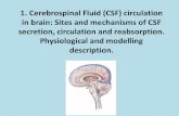 Physics of cerebrospainal fluid (CSF) circulation in brain ......Total volume of cerebrospinal fluid (infant) = 50 ml Turnover of entire volume of cerebrospinal fluid = 3 to 4 times