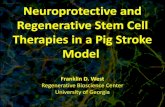 Neuroprotective and Regenerative Stem Cell Therapies in a Pig … · 2020-02-19 · 1) a regenerative cell therapy that will not only protect cells from ischemic injury but replace