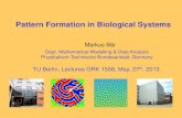 Pattern Formation in Biological Systems · • Pattern formation organizes social behavior of amoebae and bacteria • Reaction-diffusion type models reproduce many observations qualitatively