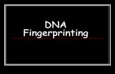 DNA Fingerprinting › uploads › 2 › 0 › 2 › 8 › ...DNA Fingerprinting Also known as DNA profiling Used in criminal and legal cases since the 1980’s to determine identity