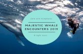 MAJESTIC WHALE ENCOUNTERS 2019 2019-07-02آ  riding, bike riding -What are our chances swimming with