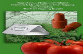 Tuta absoluta - Chemtica › site › wp-content › uploads › 2011 › 09 › ...Tuta absoluta (Tomato Leaf Miner) Detection & Management by Mass Trapping Detection of T. absoluta: