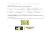 Lecture No 9 PESTS OF GINGELLY, CASTOR, MUSTARD AND …eagri.org/eagri50/ENTO331/lecture09/mustard/pdf/lec09.pdf · body measures 20 mm in length. The larval period is 11-16 days.