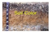Soil Color - Onsite Consortium › ed_curriculum › Practitioner › B › 3a.pdf · Color Patterns. ¾. Matrix color is the dominant color in the . soil. ¾. Mottling is spots or