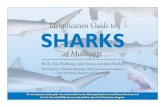 Identification Guide to Sharks of on SharkS in thiS Guide Shark Management Category * Prohibited Species