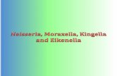 Neisseria, Moraxella, Kingella and Eikenellafac.ksu.edu.sa/sites/default/files/lec_5_neisseria_moraxella_kingella_eikenella...Gram-Negative Cocci • The family Neisseriaceae comprises