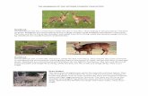 Reedbuck - Victoria Country Club Estate › wp-content › uploads › 2016 › 10 › VCCE-mammal… · It is a strictly nocturnal animal and seldom seen. Water Mongoose Found near