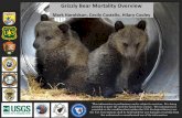Grizzly Bear Mortality Overview - IGBC Onlineigbconline.org/.../12/181211_-Mortality-overview_Cooley.pdf · 2018-12-20 · Grizzly Bear Mortality Overview. Mark Haroldson, Cecily