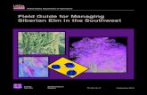Field Guide for Managing Siberian Elm in the Southwest › Internet › FSE_DOCUMENTS › stelprdb... · 1 Siberian elm (Ulmus pumila L.) Elm family (Ulmaceae) Siberian elm is common