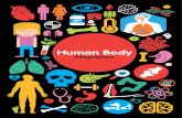 Human Body · The Skeleton The skeleton is a collection of bones that are connected by joints. The skeleton is the body’s framework. Without a skeleton, our bodies would have no
