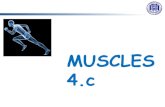 MUSCLES 4 - Unibg · Parallel muscles = fascicles arranged in the same direction as the long axis of the muscle (majority of skeletal muscles): 1. some parallel muscles are flat sheets