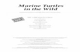 Marine Turtles in the Wild - d2ouvy59p0dg6k.cloudfront.netd2ouvy59p0dg6k.cloudfront.net/downloads/WWFturt2.pdf · animal on whose back the world was created. The largest ever turtle,