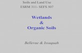 Wetlands Organic Soils - University of Washingtondepts.washington.edu/esrm311/Winter2014/Lectures/ESRM 311_6 Se… · mineral soils and by plant life dominated by grasses swamp wetland