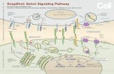 SnapShot: Notch Signaling Pathway · The Notch signaling pathway is a short-range communication transducer that is involved in regulating many cellular processes (proliferation, stem