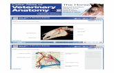 Color Atlas of Veterinary Anatomy The Horse The …commons.wikivet.net › images › 1 › 15 › Ashdown_Drag_and_Drop...Color Atlas of Veterinary Anatomy The Horse The Head Drag