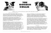 What you should know about the Border Collies3-us-west-2.amazonaws.com/.../BorderCollie-club... · The Border Collie is a workaholic which thrives on mental and physical exercise.