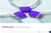 Iwaki Cell Biology › files-library › the-iwaki... · 75 Flasks, Tissue Culture Treated, Two-Position Cap Features a special tissue culture surface treatment that ensures optimum