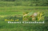 Birds of Banni Grassland - Gujarat Institute of Desert Ecologygujaratdesertecology.com › wp-content › uploads › 2016 › ...Dr. Ravi Sankaran, ornithologist and former Director