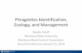 Phragmites Identification, Ecology, and Management · 2017-11-29 · Phragmites is a “cryptic invader” From Saltonstall, K. 2002. Cryptic invasion by a non- native genotype of