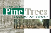 P2260 Are My Pine Trees Ready To Thin? · 2016-08-17 · Some plantations may be ready to thin as early as age 12, and some may not be ready for ... Thinning lets landowners sell