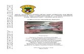 WILD JUVENILE STEELHEAD AND CHINOOK …...Wild Juvenile Steelhead and Chinook Salmon Abundance and Composition at Lower Granite Dam, Migratory Years 2010-2017 Cumulative Report 2010