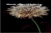 Weeds of North America - University of Chicago Press...Weeds of North America ˜˚˛˝˙˛˝ˆ Acknowledgments, vii Introduction, ix Abbreviations for Provincial and State Names, xi
