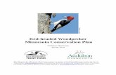 Red-headed Woodpecker Minnesota Conservation Plan · (Midwest) (U.S. Fish and Wildlife Service 1995). U.S. Fish and Wildlife Service Bird of Conservation Concern in BCR11 (Prairie