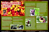 WILD SUMMER FRUITS · 10 • BUSHCRAFT & SURvivAl SkillS magazine Blackberry (Rubus fruticosus spp), widespread in woodland, hedgerows and waste ground, needs no introduction. Suffice