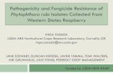 Phytophthora rubi Isolates Collected from Western States ... Phytophthora rubi . is commonly encountered