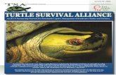 TURTLE SURVIVAL ALLIANCE...The TSA, in partnership with WCS and the British Chelonia Group, is supporting efforts for this critically endangered river turtle, both in captivity and