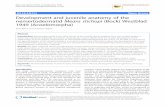 RESEARCH Open Access Development and juvenile anatomy of … · 2017-08-27 · Development and juvenile anatomy of the nemertodermatid Meara stichopi (Bock) Westblad 1949 (Acoelomorpha)
