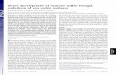 Direct development of neurons within foregut endoderm of sea … · Direct development of neurons within foregut endoderm of sea urchin embryos Zheng Wei, Robert C. Angerer, and Lynne