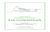 Field Guide to COMMON WESTERN GRASSHOPPERS › ... › Extras › PDFs › FieldGde.pdfField Guide to COMMON WESTERN GRASSHOPPERS Third Edition Wyoming Agricultural Experiment Station